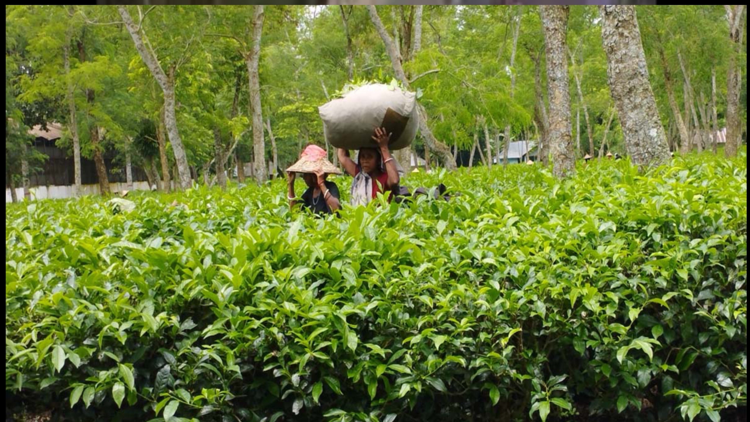 শ্রীমঙ্গল চা বাগান: বাংলাদেশের চায়ের রাজধান