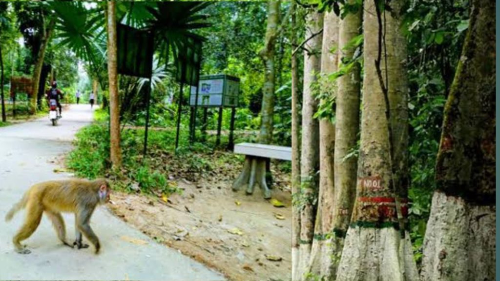 লাউয়াছড়া জাতীয় উদ্যান: প্রাকৃতিক সৌন্দর্যের লীলাভূমি